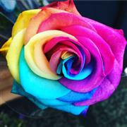 Rainbow Rose Handtied