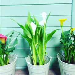 Zantedeschia Zest 